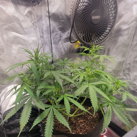 Tangerine Dream Auto growlog timeline photo