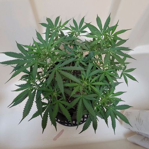 Tangerine Dream Auto growlog timeline photo