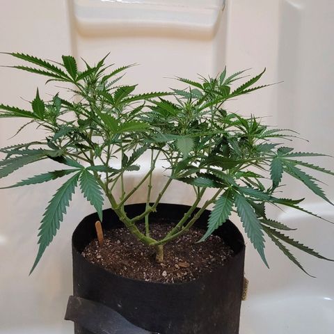 Tangerine Dream Auto growlog timeline photo