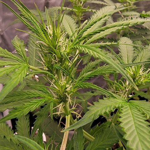 Tangerine Dream Auto growlog timeline photo
