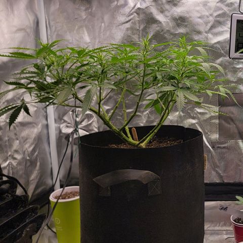 Tangerine Dream Auto growlog timeline photo