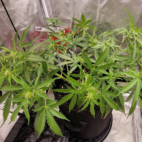Tangerine Dream Auto growlog photo: Hard stress training