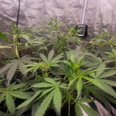 Tangerine Dream Auto growlog photo: Hard stress training