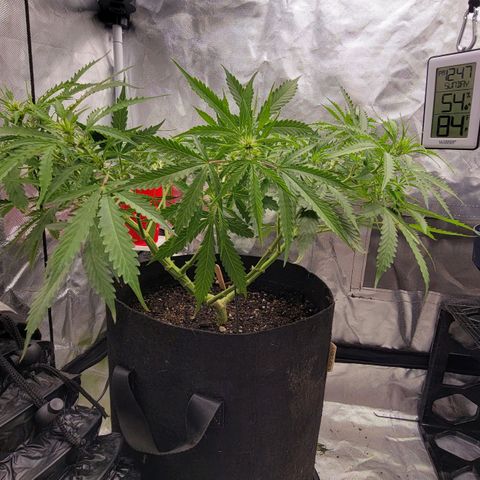 Tangerine Dream Auto growlog photo: Hard stress training