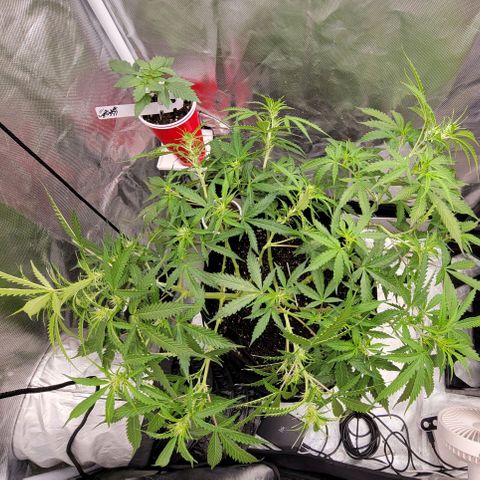 Tangerine Dream Auto growlog photo: Hard stress training