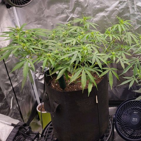 Tangerine Dream Auto growlog timeline photo