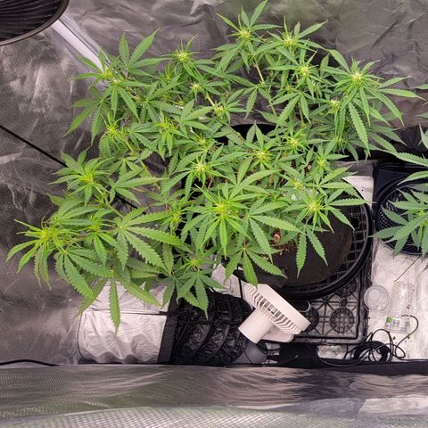 Tangerine Dream Auto growlog timeline photo