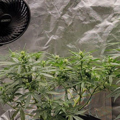 Tangerine Dream Auto growlog timeline photo