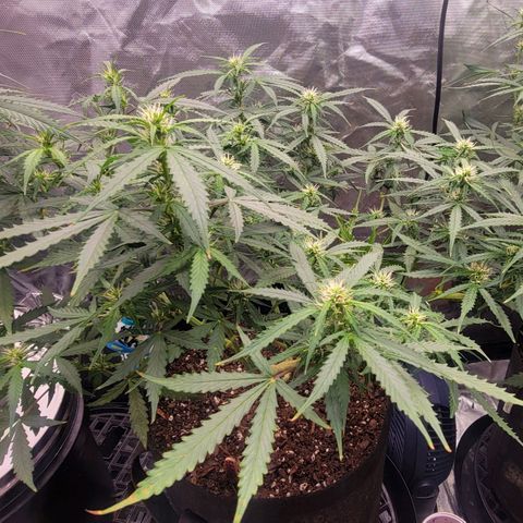 Tangerine Dream Auto growlog timeline photo