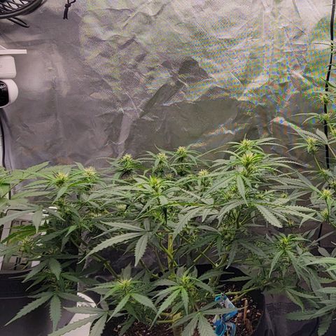 Tangerine Dream Auto growlog timeline photo