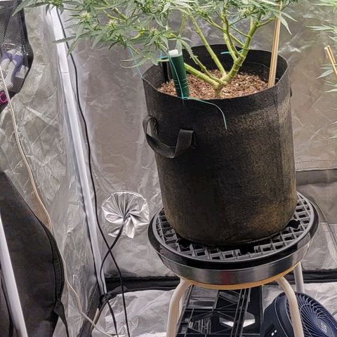 Tangerine Dream Auto growlog timeline photo