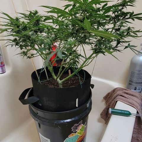 Tangerine Dream Auto growlog timeline photo