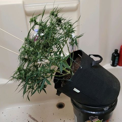 Tangerine Dream Auto growlog timeline photo
