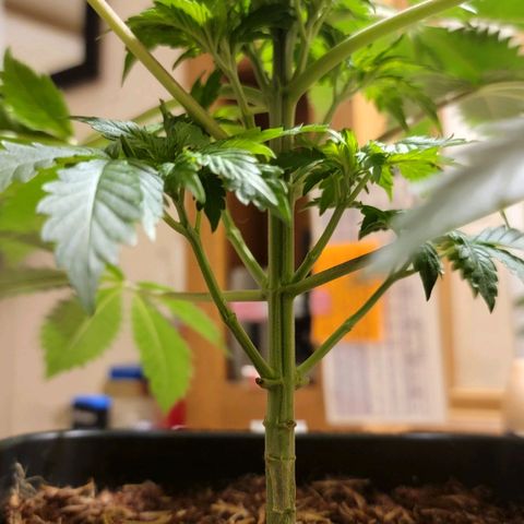 Space Station growlog photo: After
