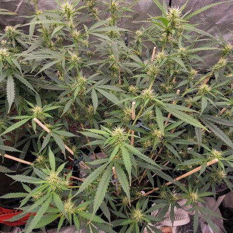 Purple Punch Auto growlog timeline photo