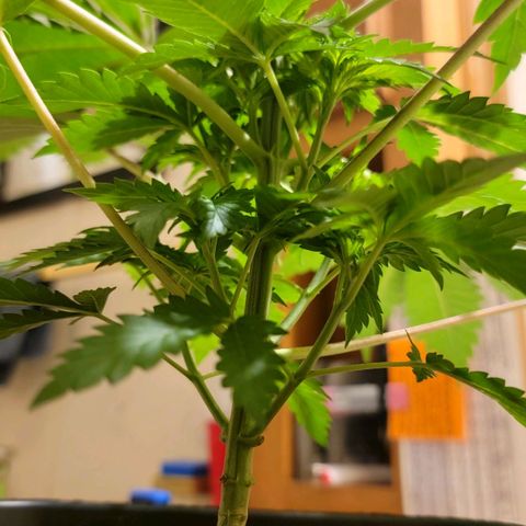 Space Station growlog photo: Before