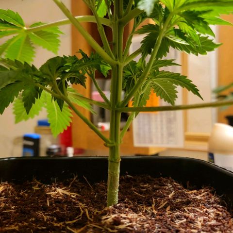 Space Station growlog photo: After