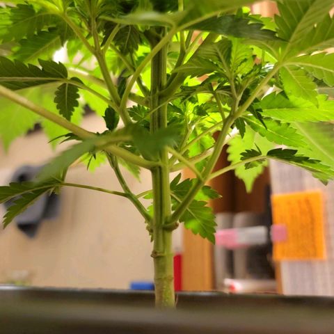 Space Station growlog photo: Before