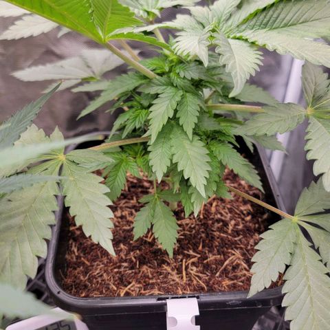 Space Station growlog timeline photo