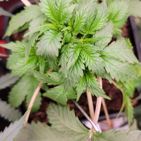 Space Station growlog timeline photo