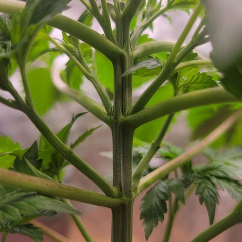 Space Station growlog timeline photo