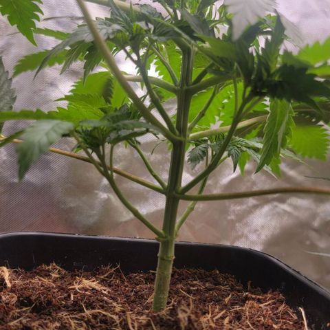 Space Station growlog timeline photo