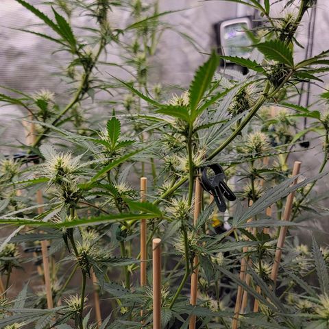 Purple Punch Auto growlog timeline photo