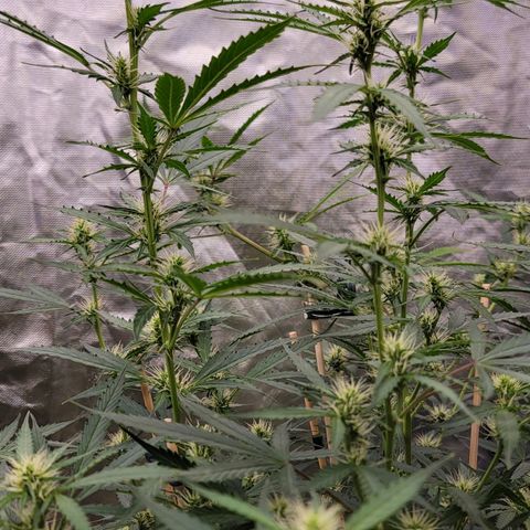 Purple Punch Auto growlog timeline photo