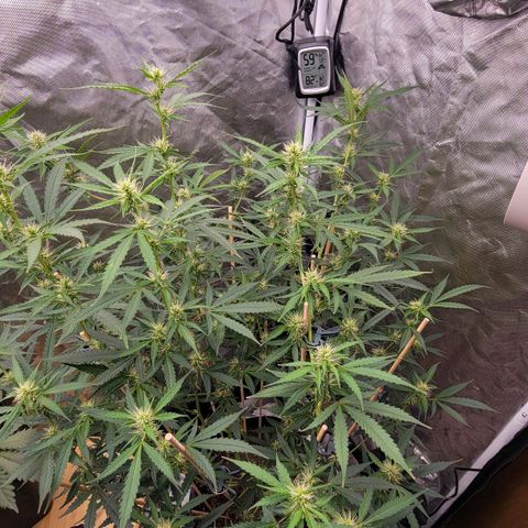 Purple Punch Auto growlog timeline photo