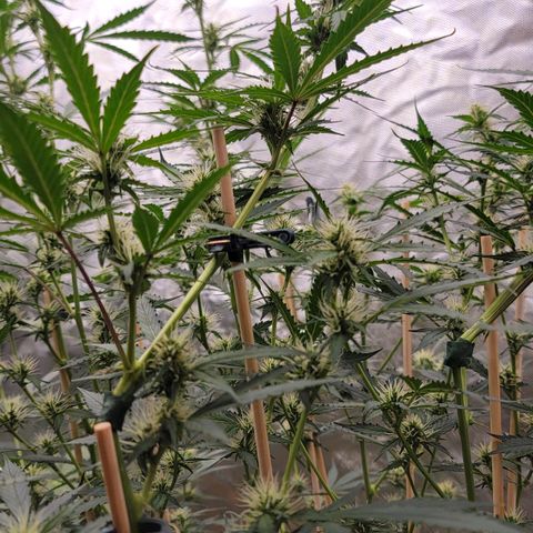 Purple Punch Auto growlog timeline photo