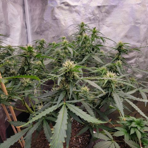 Tangerine Dream Auto growlog timeline photo