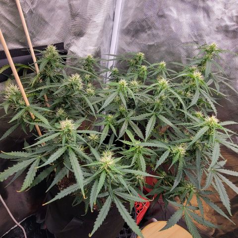 Tangerine Dream Auto growlog timeline photo