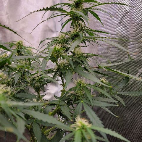 Tangerine Dream Auto growlog timeline photo