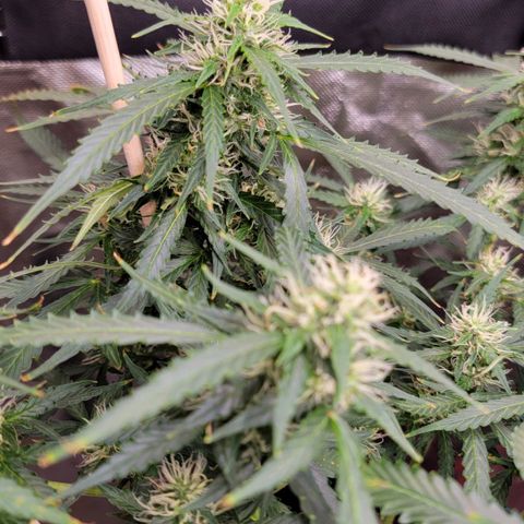 Tangerine Dream Auto growlog timeline photo