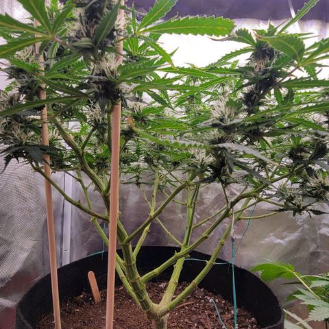 Tangerine Dream Auto growlog timeline photo