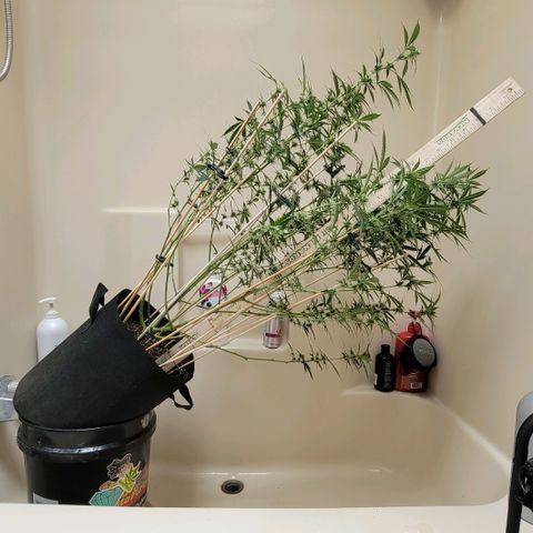 Purple Punch Auto growlog timeline photo
