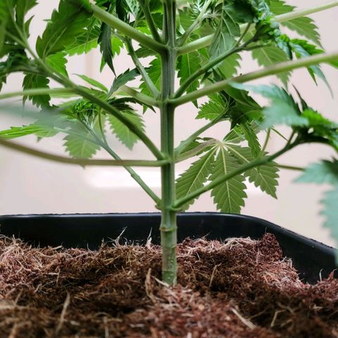 Space Station growlog photo: Lst and me with each one of the branches before feeding.