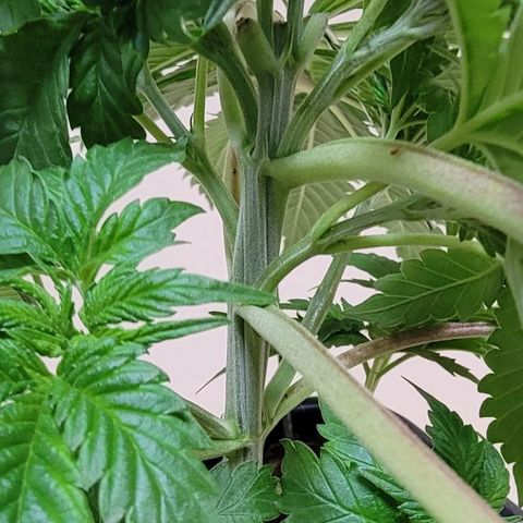 Space Station growlog photo: Lst and me with each one of the branches before feeding.