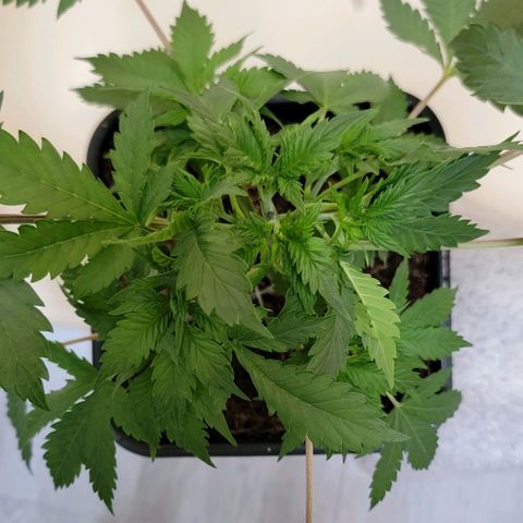 Space Station growlog timeline photo