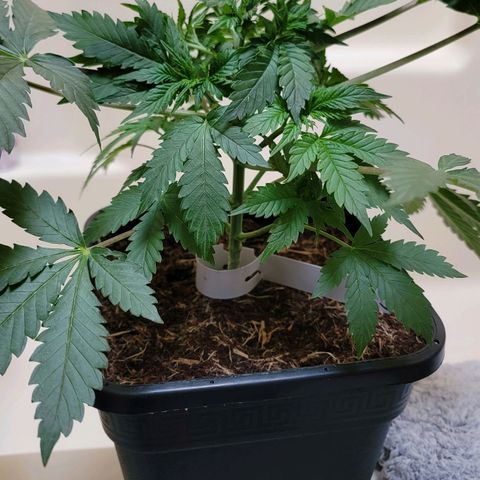 Space Station growlog timeline photo