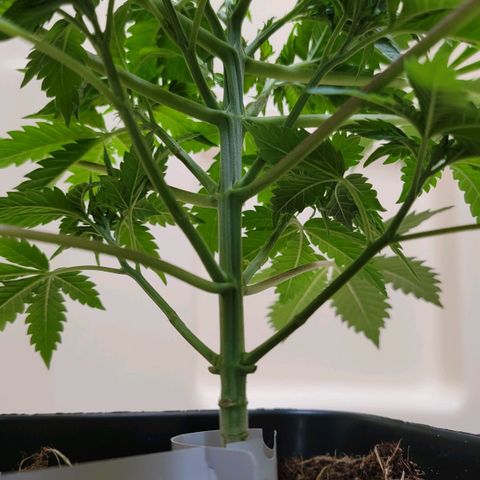 Space Station growlog timeline photo