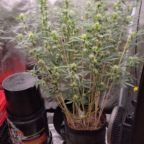 Purple Punch Auto growlog timeline photo