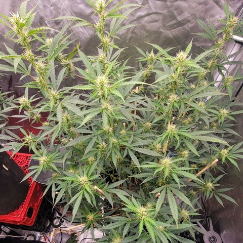 Purple Punch Auto growlog timeline photo