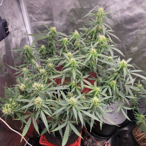 Tangerine Dream Auto growlog timeline photo