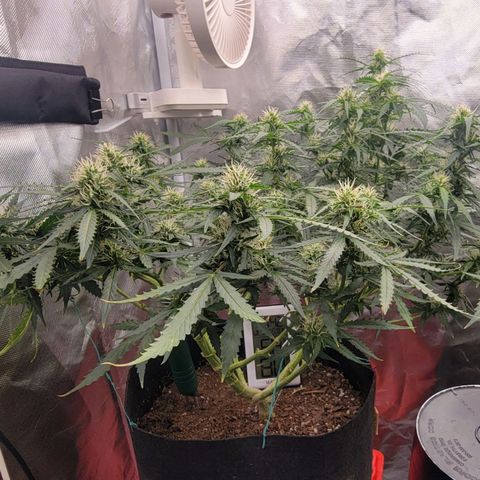 Tangerine Dream Auto growlog timeline photo