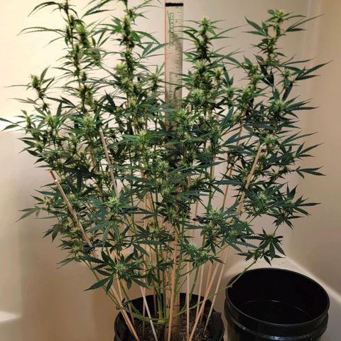 Purple Punch Auto growlog timeline photo