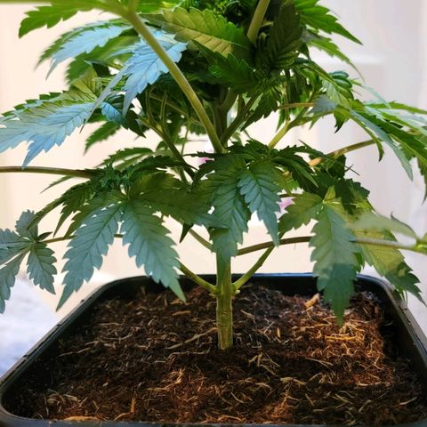 Space Station growlog timeline photo