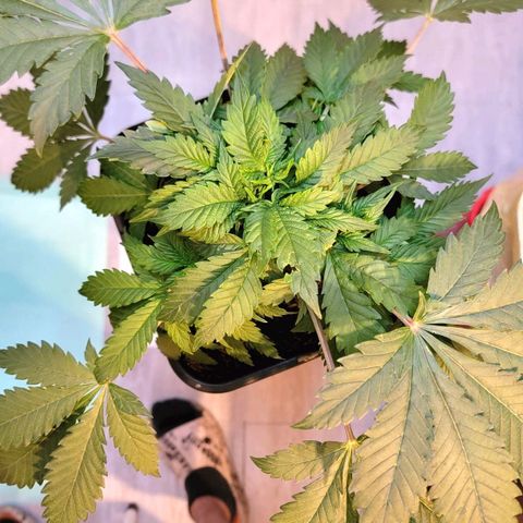 Space Station growlog timeline photo