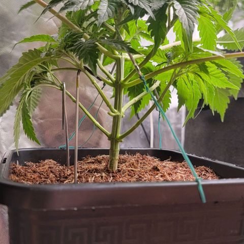 Space Station growlog photo: Lst on point? 