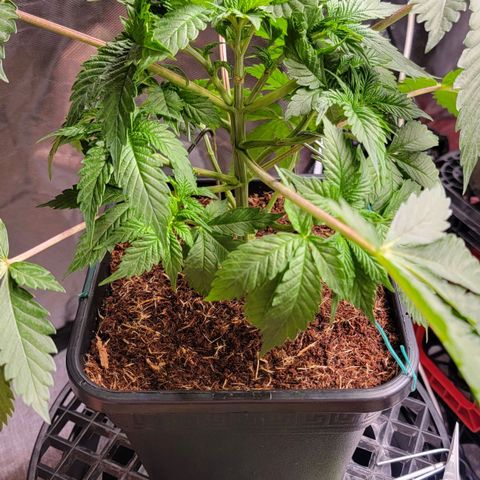 Space Station growlog photo: Lst on point? 
